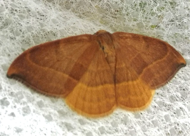 Watsonalla cultraria - bükkfa-sarlósszövő