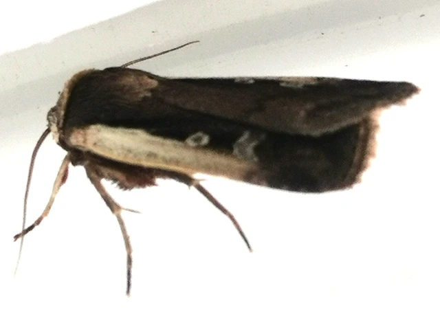 Ochropleura plecta - fehérszegélyű fűbagoly