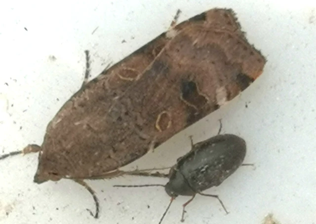 Noctua interposita - köztes sárgafűbagoly