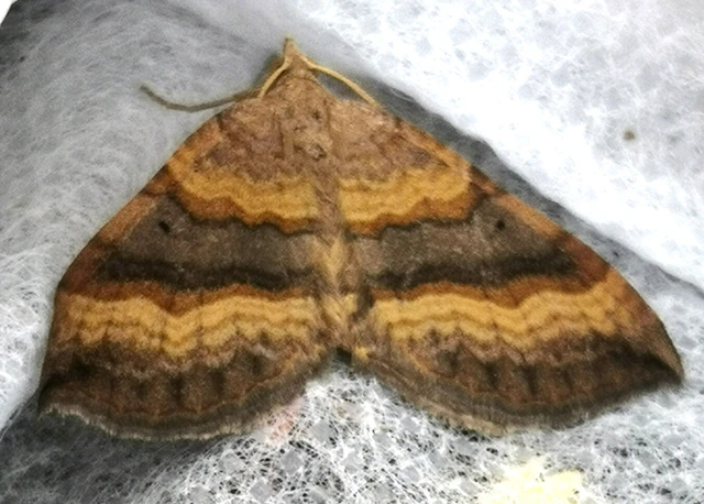 Scotopteryx chenopodiata - libatop-araszoló
