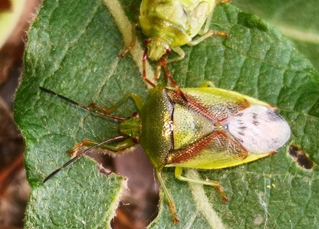 Elasmostethus Elasmostethus