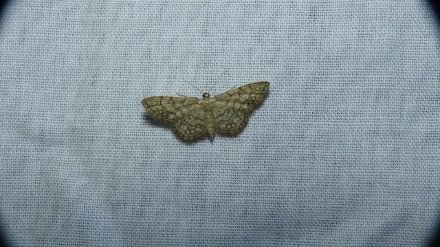 Idaea moniliata - gyöngyös apróaraszoló