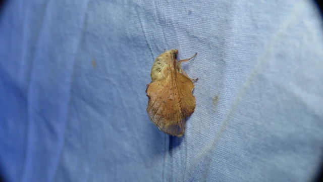 Phyllodesma tremulifolia - nyárlevélpohók