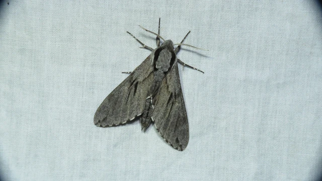 Hyloicus pinastri - fenyőszender