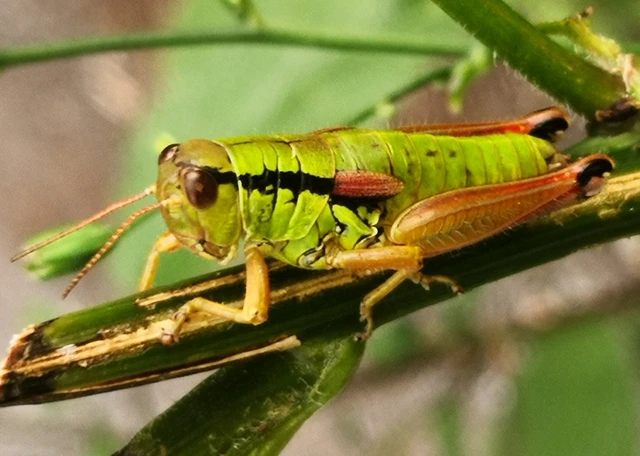 Orthoptera - Egyenesszárnyúak Orthoptera - Egyenesszárnyúak