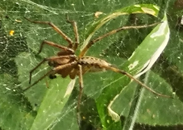 Araneae - Pókok