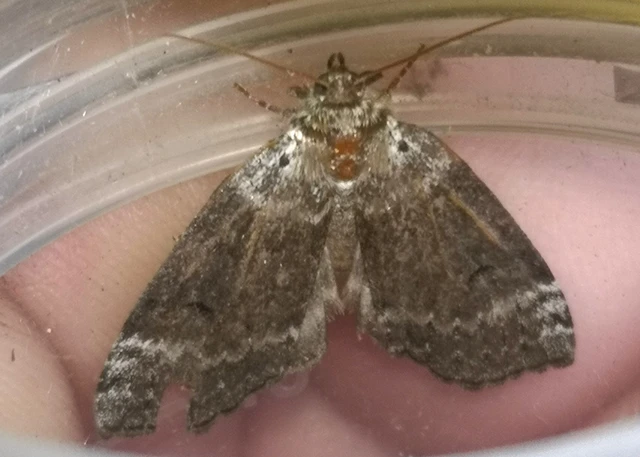 Tetheella fluctuosa - nyírfa-pihésszövő