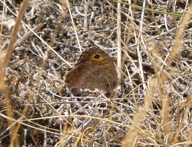 Arethusana arethusa - közönséges szemeslepke