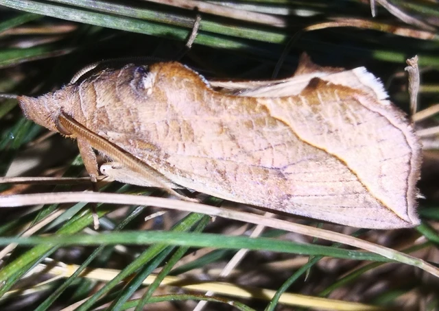 Calyptra thalictri - öblösszárnyú bagoly