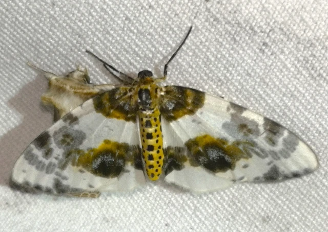 Abraxas sylvata - sárgafoltos araszoló