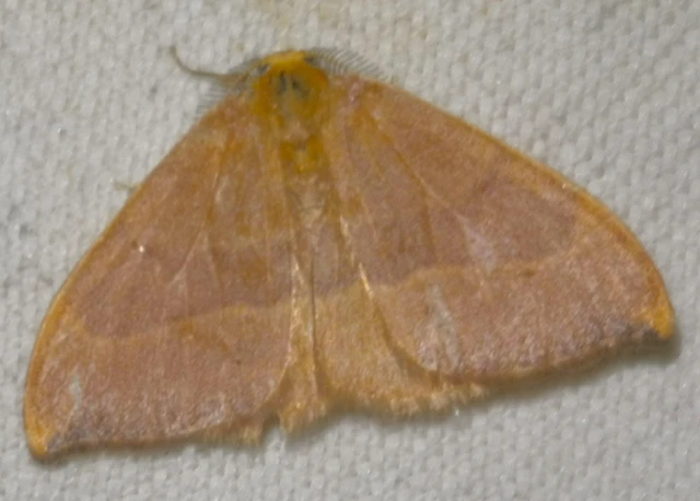 Watsonalla cultraria - bükkfa-sarlósszövő
