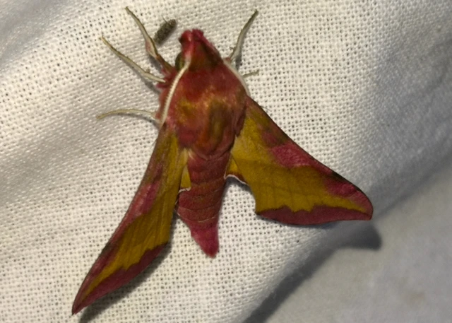 Deilephila porcellus - piros szender