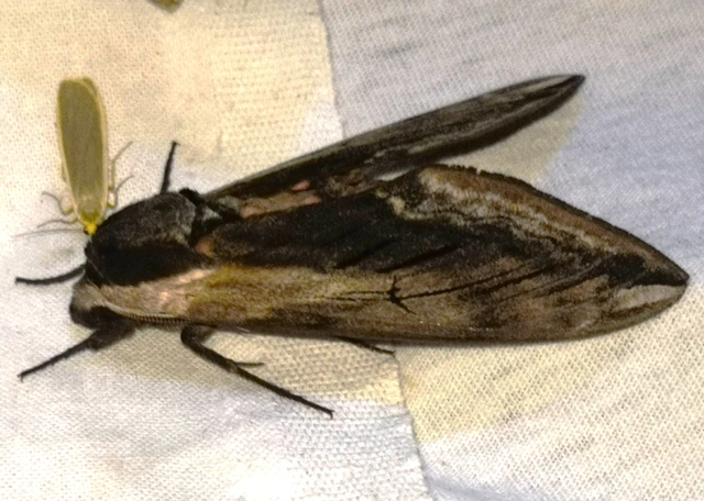 Sphinx ligustri - fagyalszender