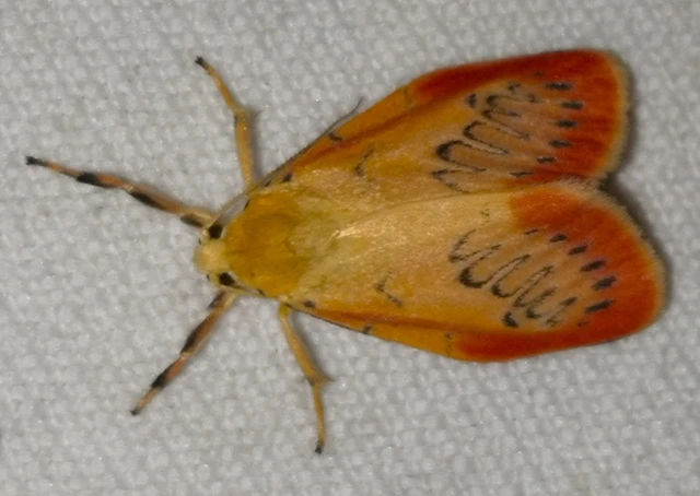 Miltochrista miniata - piros medvelepke