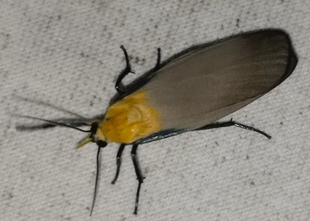 Lithosia quadra - négypettyes zuzmószövő