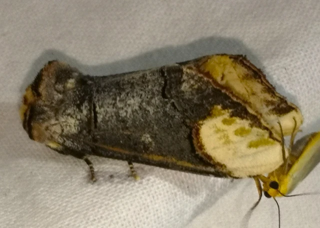Phalera bucephala - sárgafoltos púposszövő