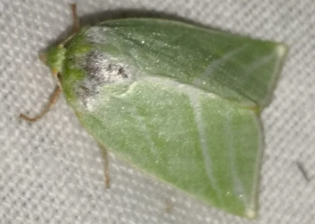 Pseudoips prasinana - bükkfa-zöldbagoly