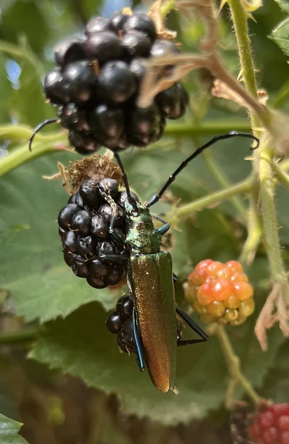 Aromia moschata - pézsmacincér