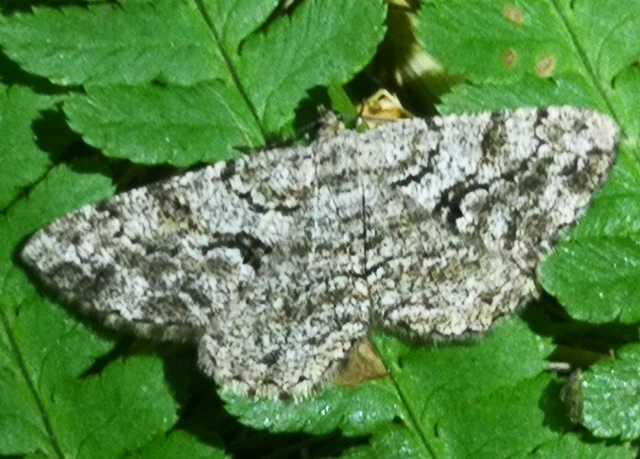 Peribatodes secundaria - fenyő-faaraszoló