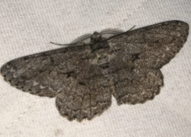 Hypomecis roboraria - nagy tölgyfaaraszoló