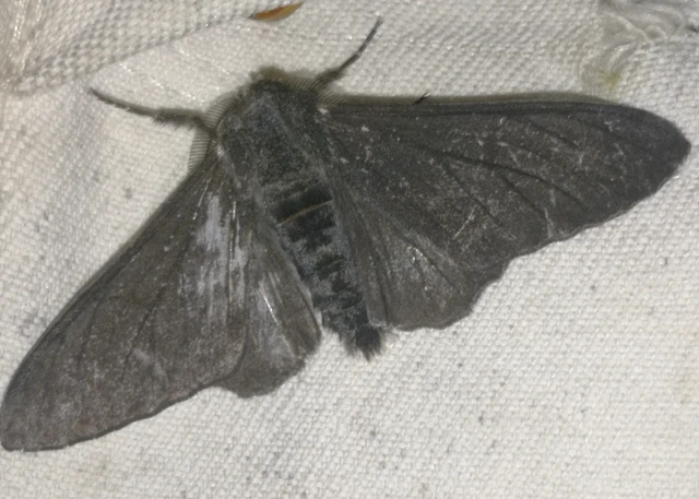 Biston betularia - szürkepettyes araszoló