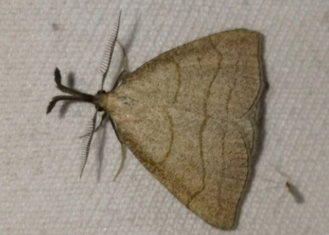 Polypogon tentacularia - sötétaljú karcsúbagoly