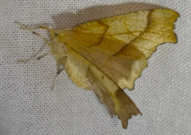 Ennomos quercinaria - tölgyfa-levélaraszoló