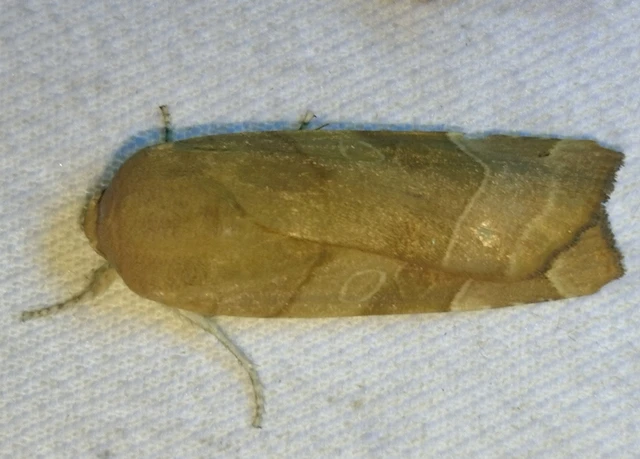 Noctua fimbriata - szélessávú sárgafűbagoly