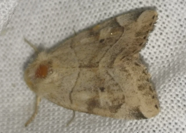 Cosmia trapezina - közönséges lombbagoly