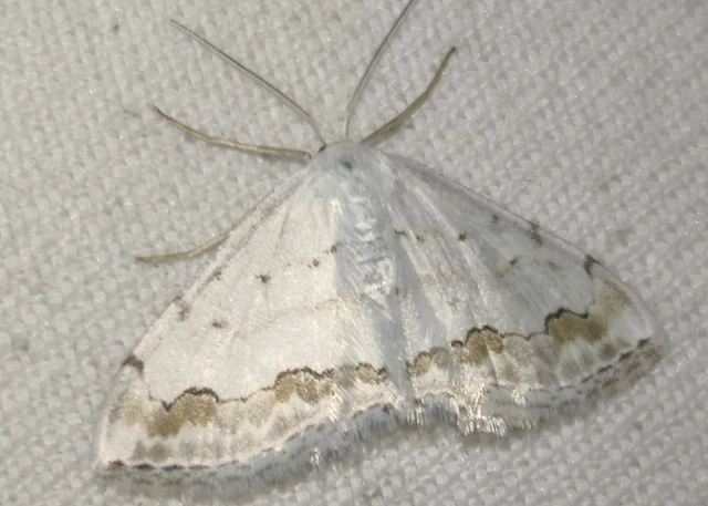 Scopula ornata - díszes fehéraraszoló