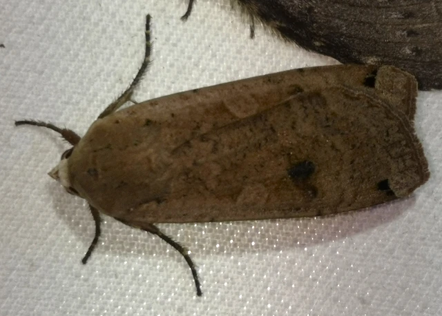 Noctua pronuba - nagy sárgafűbagoly