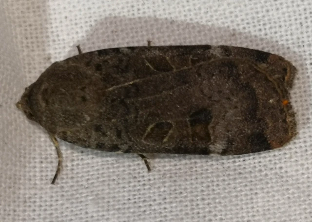 Noctua interposita - köztes sárgafűbagoly