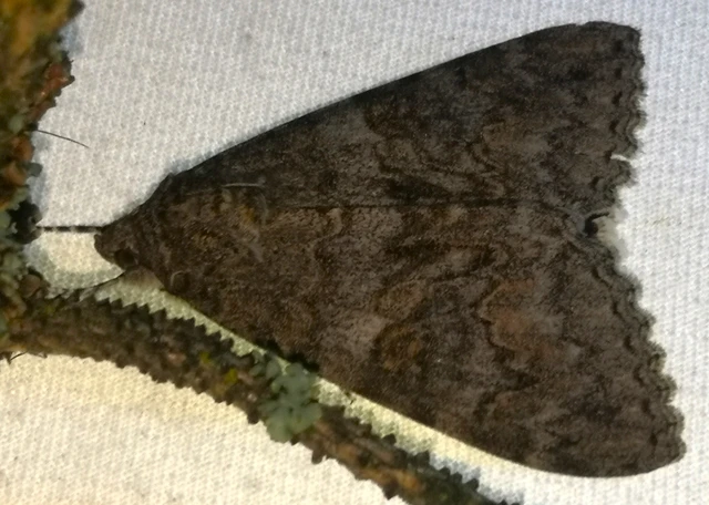 Catocala nupta - piros övesbagoly