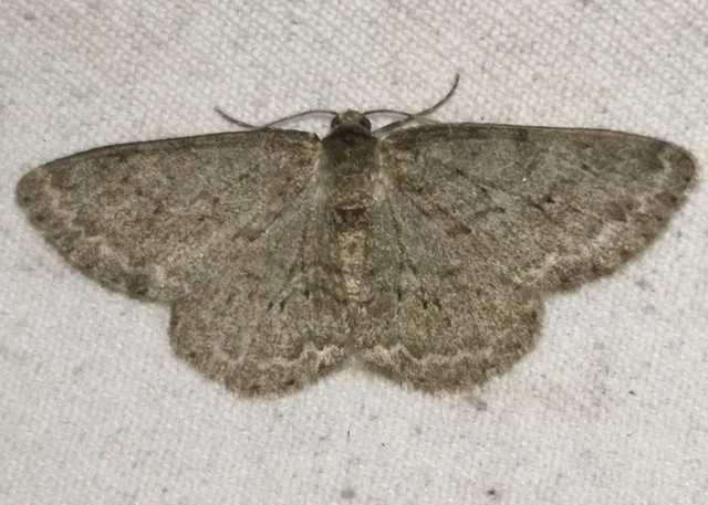 Ectropis crepuscularia - avararaszoló