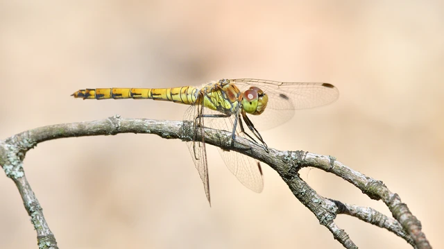 Sympetrum striolatum - harántsávos katona-szitakötő Sympetrum striolatum - harántsávos katona-szitakötő