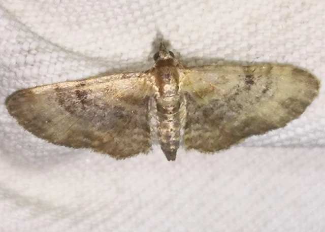 Eupithecia