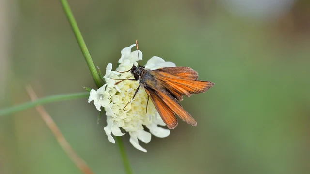 Thymelicus sylvestris - barna busalepke