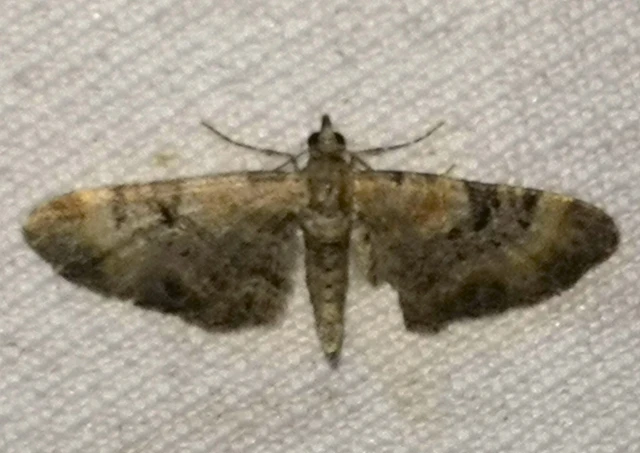 Eupithecia