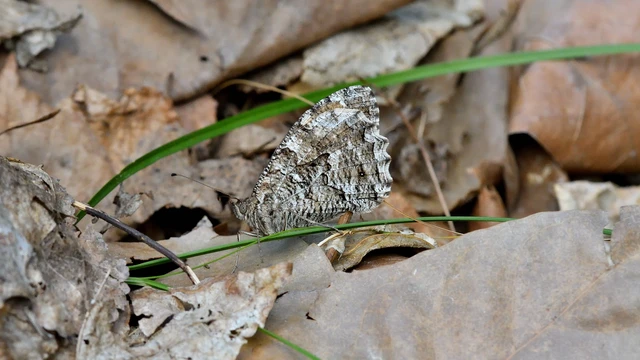 Hipparchia semele - barna szemeslepke