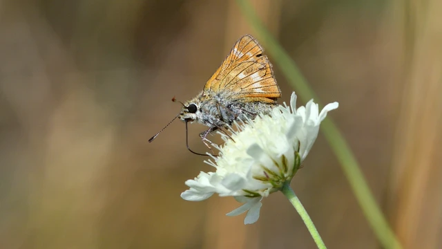 Ochlodes sylvanus - erdei busalepke