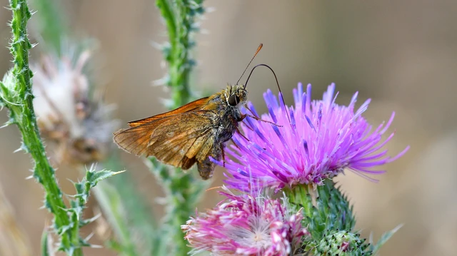 Ochlodes sylvanus - erdei busalepke