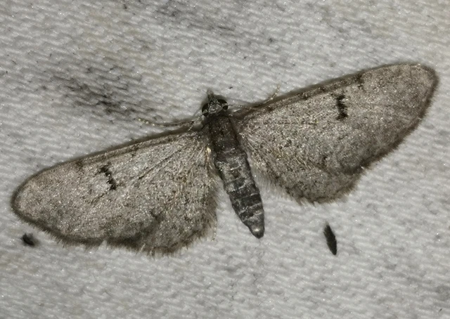 Eupithecia