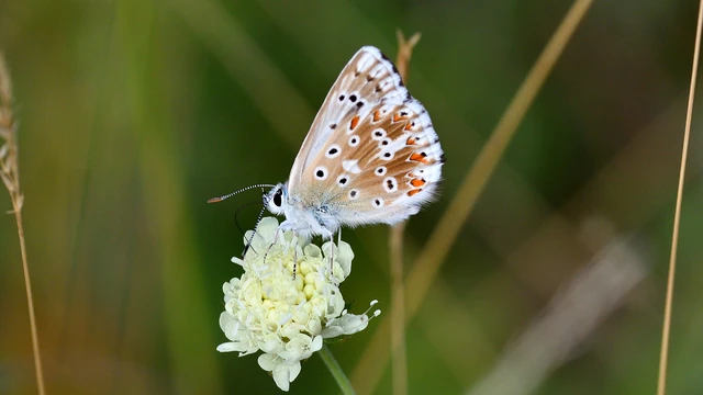 Polyommatus coridon - ezüstkék boglárka