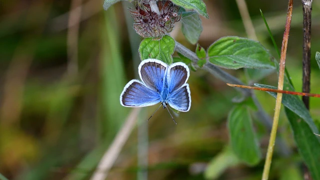 Plebejus argus - ezüstös boglárka