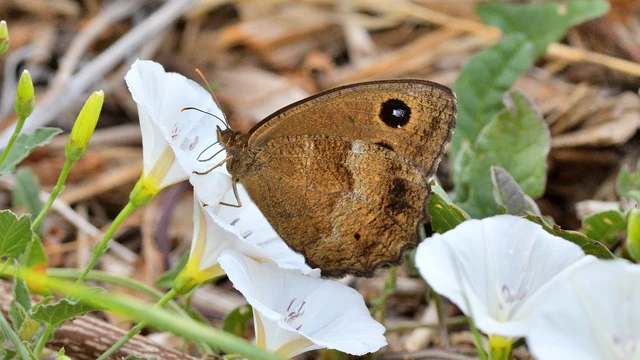 Minois dryas - fekete szemeslepke
