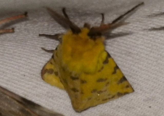 Rhyparia purpurata - bíborszínű medvelepke