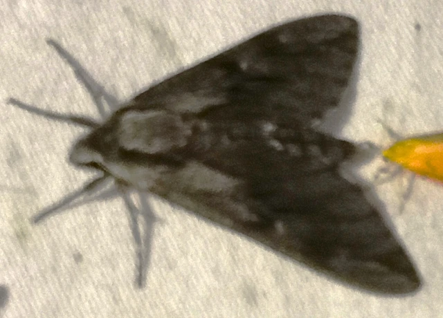 Hyloicus pinastri - fenyőszender