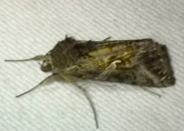 Autographa gamma - gammalepke