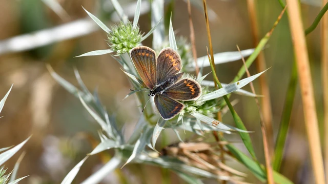 Plebejus argus - ezüstös boglárka