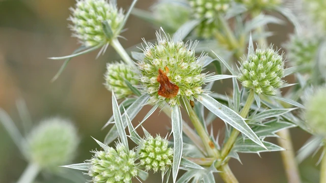 Phymata crassipes - fogólábú poloska Phymata crassipes - fogólábú poloska